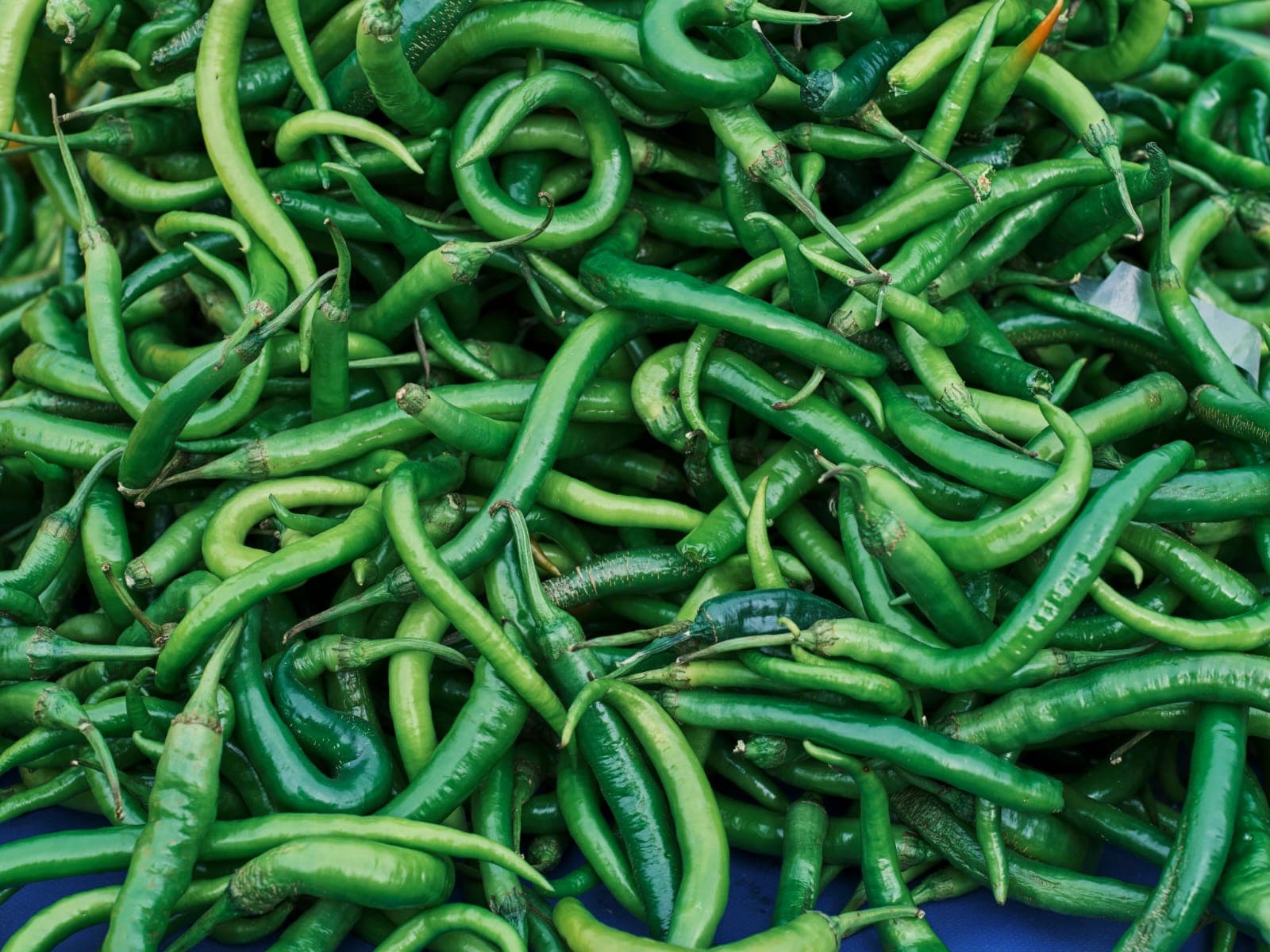 G4 Green Chilli